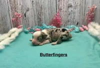 Toy Mini Blue Merle Butterfingers, a female Toy Australian Shepherd for sale in Quartzsite, AZ – 2 of 5