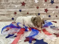 Miniature F2B Red Merle Parti, a male Aussiedoodle for sale in Quartzsite, AZ – 6 of 10