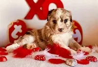 Toy Mini Aussiedoodle F1 Coming Soon All Colors, a  Miniature Aussiedoodle for sale in Quartzsite, AZ – 2 of 10