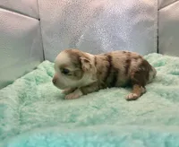 Toy Red Merle Blue Eyes, a female Toy Australian Shepherd for sale in Quartzsite, AZ – 5 of 6