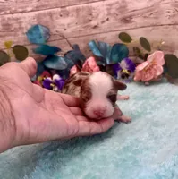 F1 Toy Mini Red Merle Phoenix , a male Miniature Aussiedoodle for sale in Quartzsite, AZ – 2 of 5