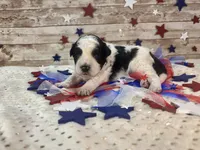 F2B Miniature Black and White Parti , a male Aussiedoodle for sale in Quartzsite, AZ – 8 of 10
