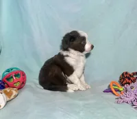 Toy Mini Blue Eyes Red Tri , a male Miniature Australian Shepherd and Toy Australian Shepherd for sale in Quartzsite, AZ – 4 of 8
