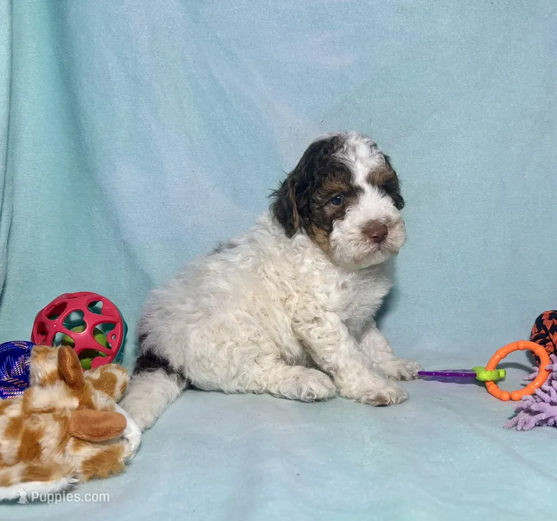 Mini F2B Red Chocolate Parti Tri  – Aussiedoodle puppy for sale in Quartzsite, AZ