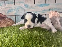 F2B Miniature Black and White Parti , a male Poodle - Miniature  and Miniature Aussiedoodle for sale in Quartzsite, AZ – 2 of 7