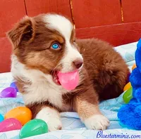 Coming Soon Toy Mini All Colors , a  Toy Australian Shepherd for sale in Quartzsite, AZ – 2 of 10