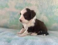 Toy Mini F1 Chocolate Red Tri Tuxedo Handsome, a male Aussiedoodle and Poodle - Miniature  for sale in Quartzsite, AZ – 5 of 7