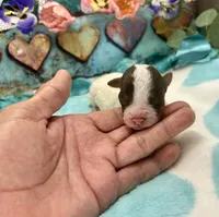 F2B Mini Red Tri Parti Dutch Apple Pie , a male Aussiedoodle for sale in Quartzsite, AZ – 3 of 5