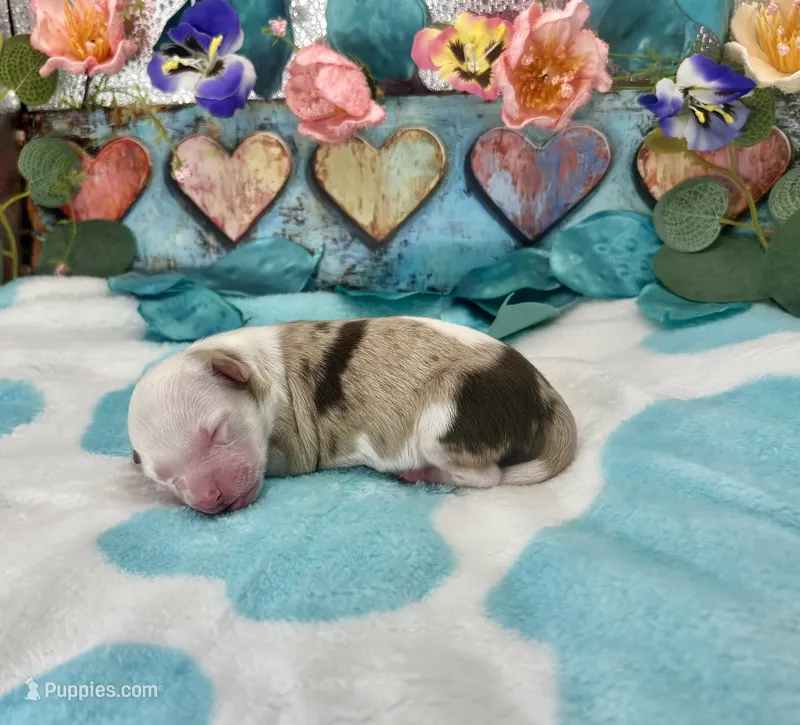 F1 Toy Mini Red Merle Parti French Toast N Syrup – Miniature Aussiedoodle puppy for sale in Quartzsite, AZ