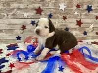 Toy Mini F1 Red and White Parti , a male Miniature Aussiedoodle for sale in Quartzsite, AZ – 2 of 9
