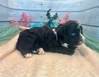 F1 Toy Mini Tuxedo Bi Black Scottsdale, a male Miniature Aussiedoodle for sale in Quartzsite, AZ – 10 of 10