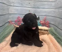 F1 Toy Mini Rare Solid Black Mesa , a female Miniature Aussiedoodle for sale in Quartzsite, AZ – 10 of 10