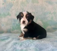 Toy Mini Beautiful Tri , a female Toy Australian Shepherd for sale in Quartzsite, AZ – 2 of 7