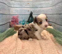 Toy Mini Butterfingers Blue Merle Blue Eyes, a female Miniature Australian Shepherd for sale in Quartzsite, AZ – 1 of 9