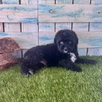 Toy Mini F1 Tuxedo Bi Tempe Blue Eyes, a female Miniature Aussiedoodle for sale in Quartzsite, AZ – 2 of 10