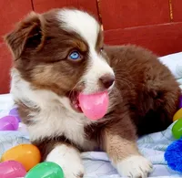 Toy Mini Coming Soon Expecting All Colors , a  Miniature Australian Shepherd for sale in Quartzsite, AZ – 6 of 10