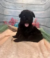 F1 Toy Mini Rare Solid Black Mesa , a female Miniature Aussiedoodle for sale in Quartzsite, AZ – 2 of 10