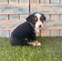 Toy Mini Blue Eyes , a female Miniature American Shepherd for sale in Quartzsite, AZ – 1 of 7