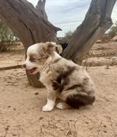 Toy Mini Red Merle Blue Eyes, a female Miniature Australian Shepherd for sale in Quartzsite, AZ – 7 of 7