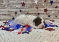 F2B Mini Red Tri Parti , a male Aussiedoodle for sale in Quartzsite, AZ – 8 of 10