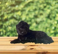 F1 Gorgeous Toy Mini Black Mesa , a female Miniature Aussiedoodle for sale in Quartzsite, AZ – 3 of 4