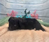 Toy Mini F1 Black and White Tuxedo Bi Tempe, a female Miniature Aussiedoodle for sale in Quartzsite, AZ – 4 of 9