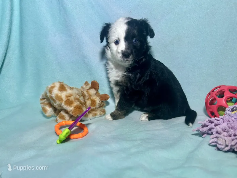 Toy Mini F1 Split Face Stunning  – Miniature Aussiedoodle puppy for sale in Quartzsite, AZ