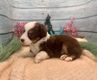 Toy Mini Red Tri Blue Eyes Milky Way, a female Miniature Australian Shepherd for sale in Quartzsite, AZ – 5 of 10