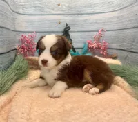 Toy Mini Red Tri Blue Eyes Milky Way, a female Miniature Australian Shepherd for sale in Quartzsite, AZ – 8 of 10