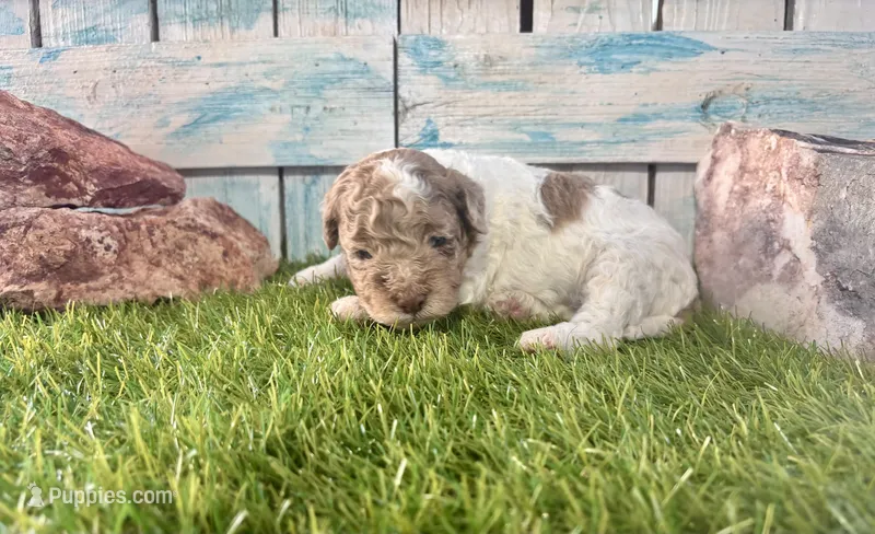 Miniature F2B Red Merle Parti  – Poodle - Miniature , Miniature Aussiedoodle puppy for sale in Quartzsite, AZ