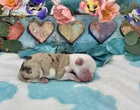 F1 Toy Mini Red Merle Parti French Toast N Syrup, a female Miniature Aussiedoodle for sale in Quartzsite, AZ – 2 of 5
