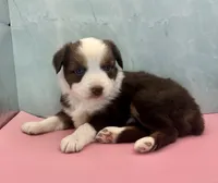 Toy Mini Red Tri Saturday Blue Eyes , a male Miniature Australian Shepherd for sale in Quartzsite, AZ – 6 of 6