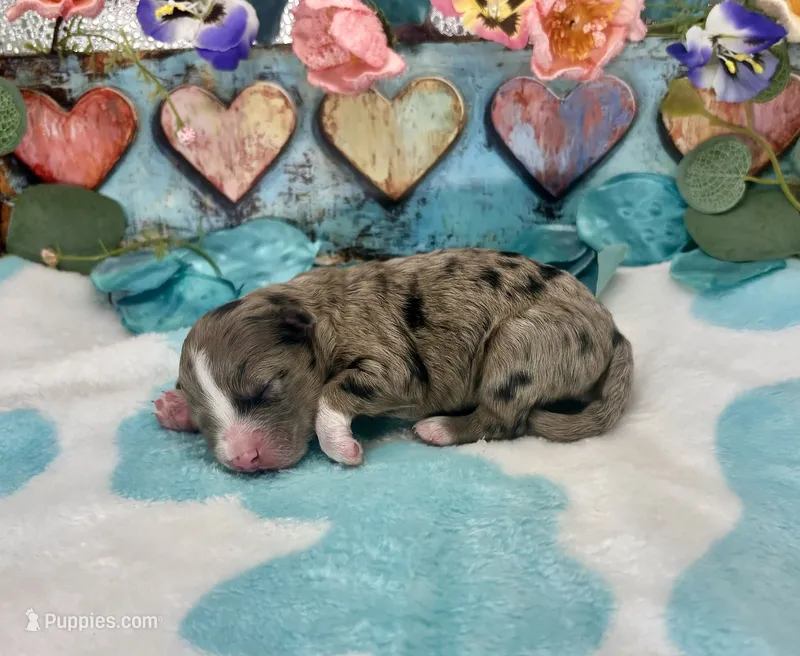 F2B Miniature Blue Merle Sweet Potato  – Aussiedoodle puppy for sale in Quartzsite, AZ
