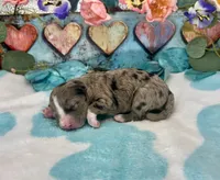 F2B Miniature Blue Merle Sweet Potato , a male Aussiedoodle for sale in Quartzsite, AZ – 1 of 5