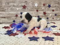 Mini F2B Black White Parti , a male Aussiedoodle for sale in Quartzsite, AZ – 2 of 9