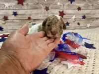 Miniature F2B Red Merle Parti, a male Aussiedoodle for sale in Quartzsite, AZ – 3 of 10