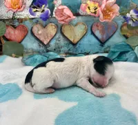 Mini F2B Black White Parti Pumpkin Pie, a male Aussiedoodle for sale in Quartzsite, AZ – 2 of 5