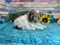 Miniature F2B Red Merle Parti , a male Aussiedoodle for sale in Quartzsite, AZ – 3 of 10