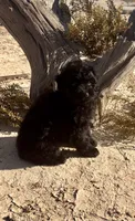 F1 Toy Mini Beautiful Black , a female Aussiedoodle for sale in Quartzsite, AZ – 5 of 7
