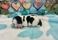 F2B Miniature Black and White Licorice Pie, a male Aussiedoodle for sale in Quartzsite, AZ – 1 of 5