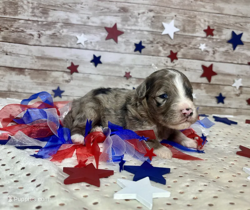 F2B Miniature Blue Merle Stunning  – Aussiedoodle puppy for sale in Quartzsite, AZ