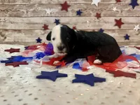 F1 Toy Mini Split Face Black Tri Rare Handsome, a male Miniature Aussiedoodle for sale in Quartzsite, AZ – 2 of 9