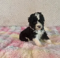 Toy Mini F1B Tuxedo Aussiedoodle, a female Miniature Aussiedoodle for sale in Quartzsite, AZ – Photo 4 of 10