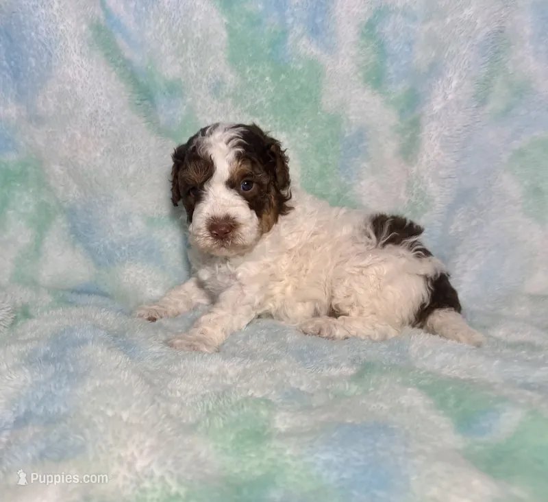 Toy Mini F2B Red Phantom Tri Parti  – Poodle - Miniature , Miniature Aussiedoodle puppy for sale in Quartzsite, AZ