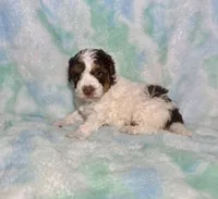 Toy Mini F2B Red Phantom Tri Parti , a male Poodle - Miniature  and Miniature Aussiedoodle for sale in Quartzsite, AZ – 1 of 7