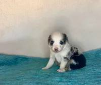 Blue Merle Blue Eyes, a female Toy Australian Shepherd for sale in Quartzsite, AZ – 4 of 5