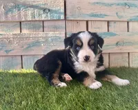 Toy Mini Blue Eyes , a female Miniature American Shepherd for sale in Quartzsite, AZ – 5 of 7