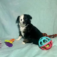 Toy Mini Tri Blue Eyes, a male Miniature Australian Shepherd and Toy Australian Shepherd for sale in Quartzsite, AZ – 3 of 7