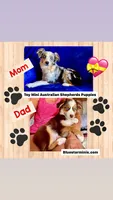 Toy Mini Blue Merle Butterfingers, a female Miniature Australian Shepherd for sale in Quartzsite, AZ – 5 of 5