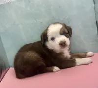 Toy Mini Red Tri Baby Boy Blue Eyes, a male Miniature Australian Shepherd for sale in Quartzsite, AZ – 3 of 8